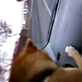 ニコの雄叫び。の画像