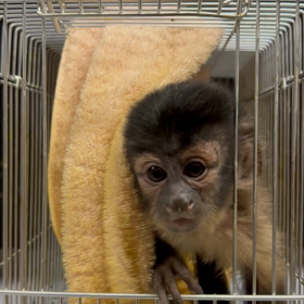 フサオマキザル　女の子の画像