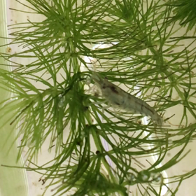 卵クルクルの画像