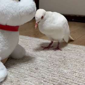 癒しのうーちゃんの画像