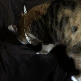 寝る前に (*´꒳`*)の画像