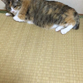 ピコ、入院するの画像