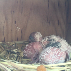 羽衣セキセイインコの画像