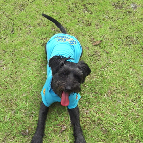 ふぅのひとっ走りの画像