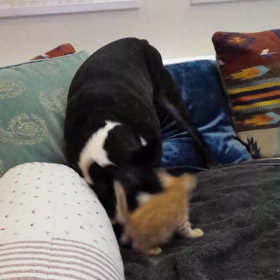 フラフラしてる猫はなんて呼べばいいのだろう？の画像