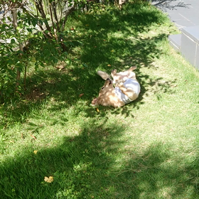 がうっ～!犬(ー。ー#)の画像