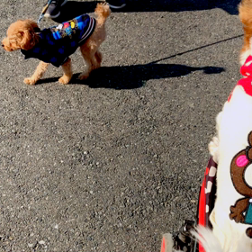 今年も淡路島にある伊弉諾神宮（いざなぎじんぐう）に初詣初詣に行ってきましたですの画像