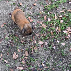 愛おしいの画像