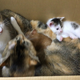 みーちゃん家族全員集合！！の画像