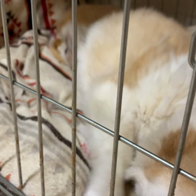 起き上がりこぼし☺️の画像