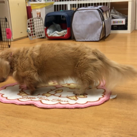 マロン編。の画像