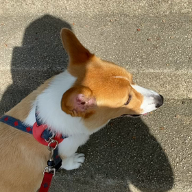 クーパー君　階段上ったぁの画像