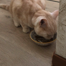 ナッツのセカンドオピニオン。の画像