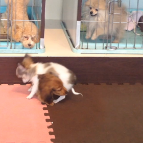 VSチワワちゃんの画像