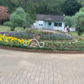 11月3日15わんこと1時間30分遠足　　代々木公園の画像