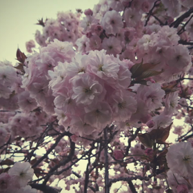 お花見♪の画像