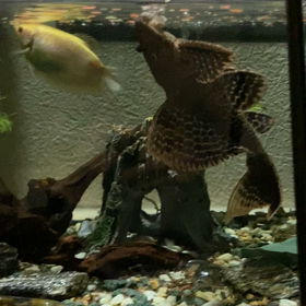 我が家の熱帯魚の画像