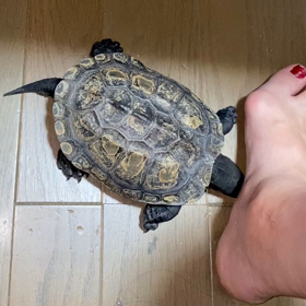 こんなに懐くとは思わなかったの画像