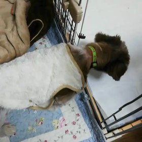 ワン♪ワン♪の画像