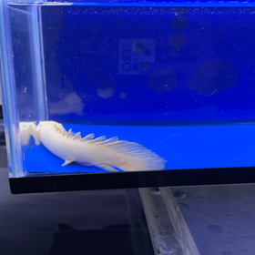 さらにもう1匹プラエンご成約！！の画像