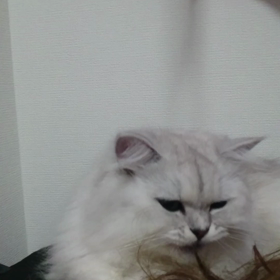 マリーちゃん…の画像