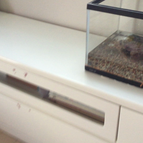 呼んだら、くるピョコの画像