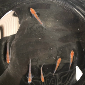 メダカの撮影は難しいの画像