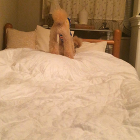 ルイくん★おしっこ吸収ライナーの画像