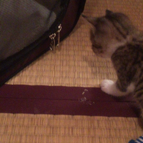 【動画】猫パンチ(° ꈊ °)✧ｷﾗｰﾝの画像