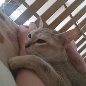 静止画？の画像