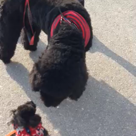 もう一丁の画像