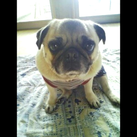 仕事の帰り道…わんこ　はな&ぎんときの…の画像