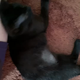 成くん　幸せGETですの画像