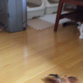 猫じゃらしバージョンアップの画像