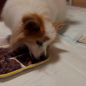 2021/04/13(火) お散歩なし。深夜2時にようやく点眼。クレの目薬事情など。の画像