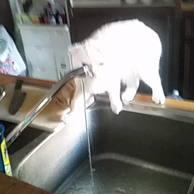 スコティッシュ動画ですの画像