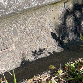 トカゲさんの画像