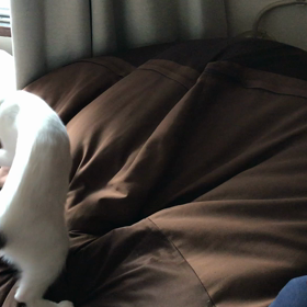 今日のテンの画像