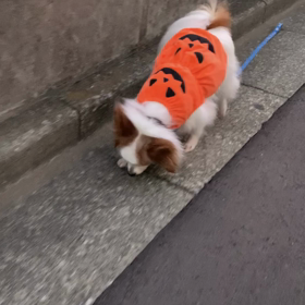 うるう年とガイドキンの画像