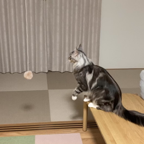 ダイソーセルフ猫じゃらしの画像