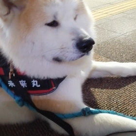 未来丸は今朝も元気に朝散歩‼️平凡だけどこんな楽しい朝がづっと続けば良いけどね‼️突然やって来の画像