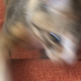 ❤️火木土❤️チーム黒ネコ Lilly 【 ささくれ 】の画像