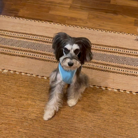 wazzが元気に帰ってきました！の画像