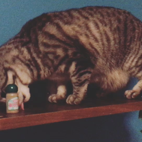 キャットウォーク作成中！の画像