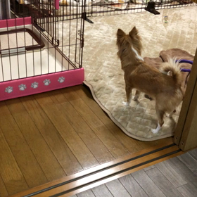 犬には見える？の画像