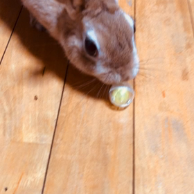 つんつんつんが嬉しくての画像