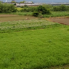 バードウォッチングの画像