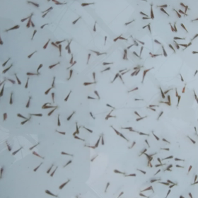 江戸錦・稚魚 №2！の画像