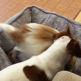 朝からわしゃわしゃの画像