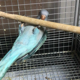 鉄棒も好き？。。。オキナインコちゃんの画像